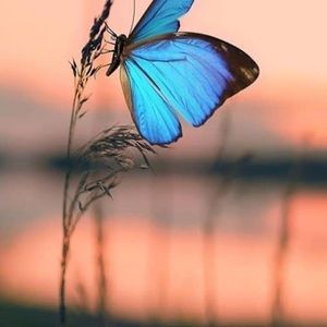 Meet your Posher, Lejla